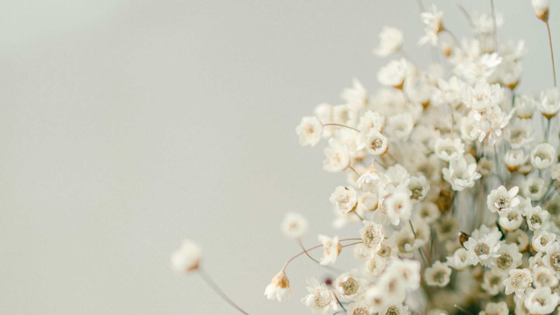 witte bloemetjes