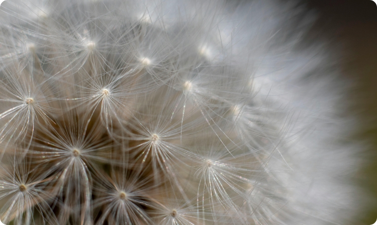 detail blaasbloem
